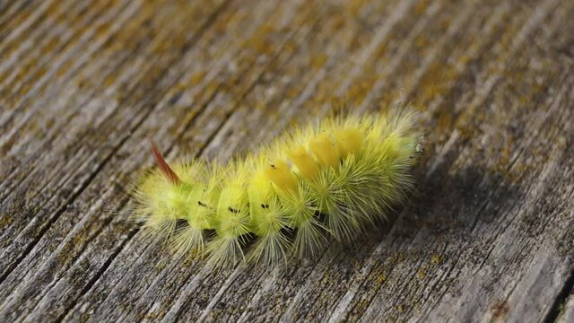 The caterpillar of the nocturnal butterfly of the red-tail, or the wool foot bashful (lat. Calliteara pudibunda).