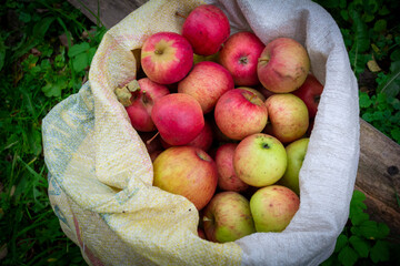 Apples in a bag against the backdrop of greenery. The concept of sustainable development and conscious consumption, harvesting, apple saved. View from above. Flat lay