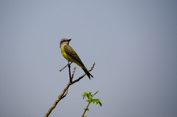 Great kiskadee on a tree