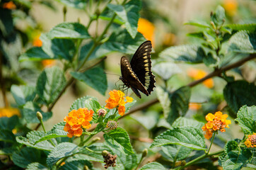 butterfly on flower