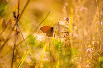 butterfly on the grass