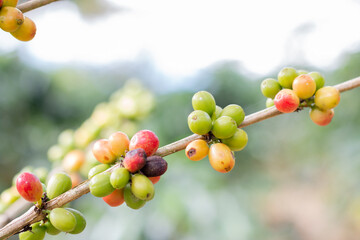 Beans on a branch of a coffee plant.Ripe and unripe coffee berries on coffee tree.