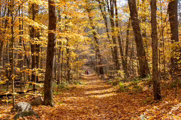 Gatineau Park, Quebec, Canada in Fall