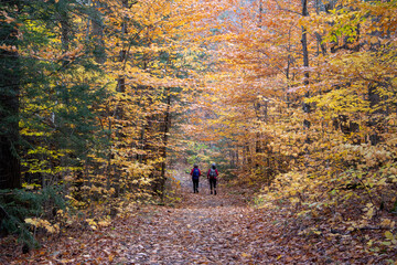 Gatineau Park, Quebec, Canada in Fall