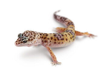 Leopard gecko or Eublepharis macularius isolated on white background with clipping path and full depth of field