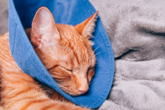 Cute ginger cat sleeps in collar after surgery