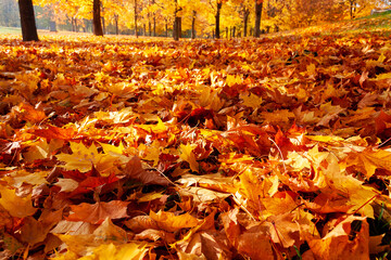 autumn leaves on the ground