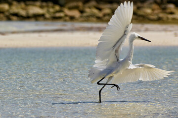 White Egret attempting to fly