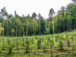 Fototapeta premium Wiederaufforstung im Mischwald 