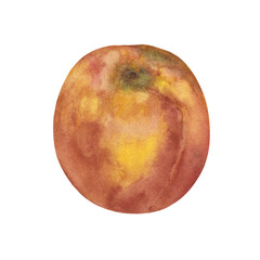 Fototapeta premium Peach Handcrafted Watercolor Illustration. Tender Botany for Wallpaper, Stickers, Banner, Textile, Postcard or Wrapping Paper