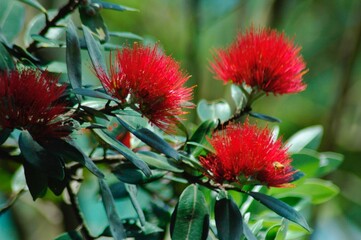 Pohutukawa trees in flower New Zealand
