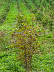 Wiederaufforstung im Mischwald
