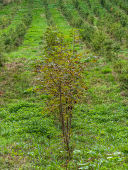 Wiederaufforstung im Mischwald
