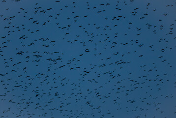 the silhouettes of many birds flying in the dark sky