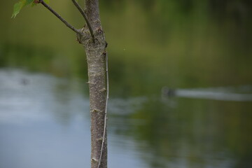 Priesendorf - Bayern - Deutschland - Baumstamm mit Wasser im Hintergrund