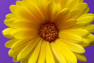 yellow daisy flower