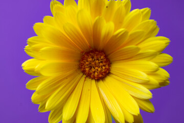 yellow flower
