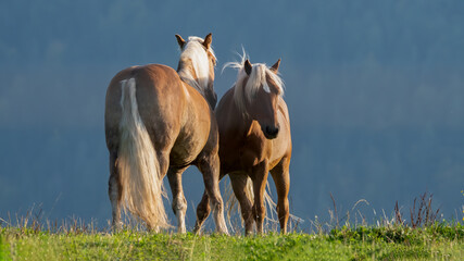 horse, tier, bauernhof, gras, feld, horse, gräser, braun, natur, fohlen © Oliver