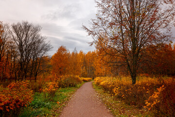Lane with fiery orange bushes at the edges against the background of an autumn park