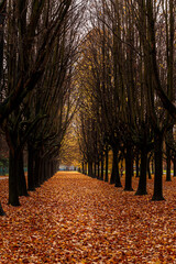 Naked trees with a fiery golden carpet of fallen leaves