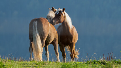 horse, tier, bauernhof, gras, feld, horse, gräser, braun, natur, fohlen © Oliver