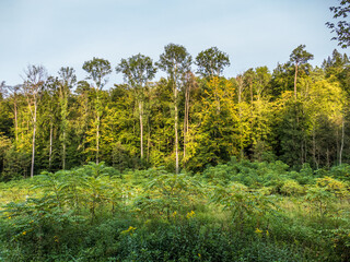 Obraz premium Wiederaufforstung im Mischwald 