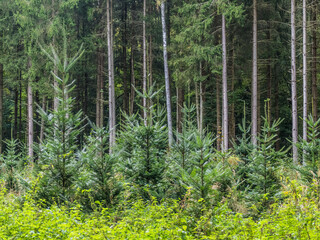 Fototapeta na wymiar Wiederaufforstung durch Neuanpflanzung im Nadelwald