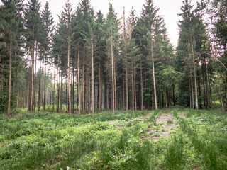 Wiederaufforstung durch Neuanpflanzung im Nadelwald