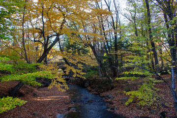 Fototapeta na wymiar Montebello, Quebec, Canada in Fall