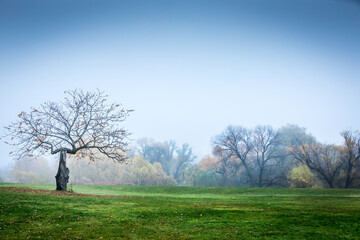 Eerie trees and branched in the fog