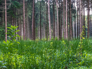 Fototapeta premium Wiederaufforstung durch Neuanpflanzung im Nadelwald