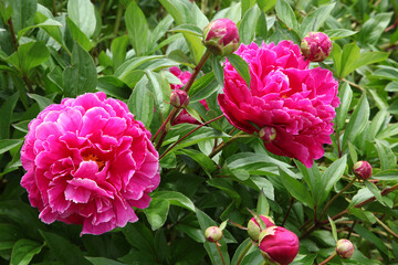 Pivoines roses en floraison au printemps