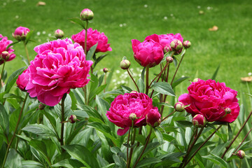 Pivoines roses en floraison au printemps