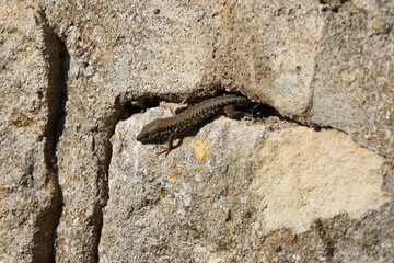Lézard  entre deux pierre d'un mur au soleil	