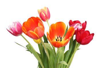 Bouquet de tulipes sur fond blanc