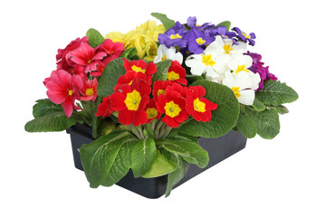 Primevères multicolores en barquette