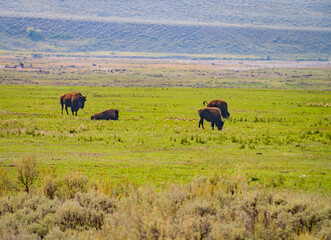 American Bison grazing in Yellowstone Park
