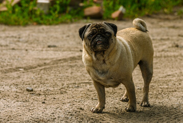 pug on a spring walk in the village1