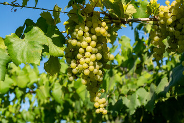 Fototapeta premium Bunches of white wine muscat grapes ripening on vineyards near Terracina, Lazio, Italy