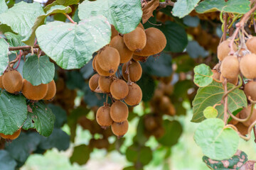 New harvest of ripe green kiwi fruits in orchard