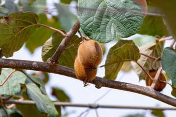 New harvest of ripe green kiwi fruits in orchard