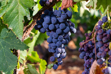 Bunches of red wine merlot grapes ripening on vineyards in Campo Soriano near Terracina, Lazio, Italy