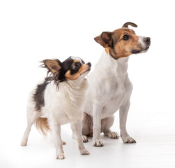 Jack Russell and Chihuahua  in studio
