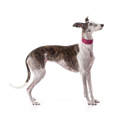 Obraz premium Galga espanol in studio