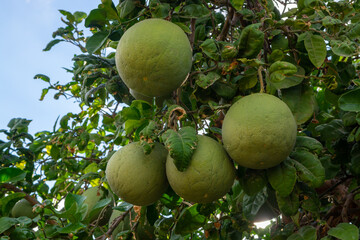 Big round pomelo citrus fruits hanging on trees on pomelo plantations