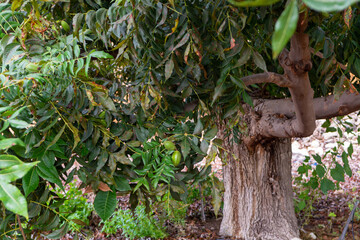 Green pecan nuts ripening on plantations of pecan trees on Cyprus