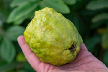 Ripe  aromatic fruits of apple guava plant ready to harvest