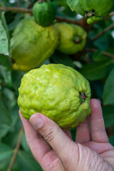 Ripe  aromatic fruits of apple guava plant ready to harvest