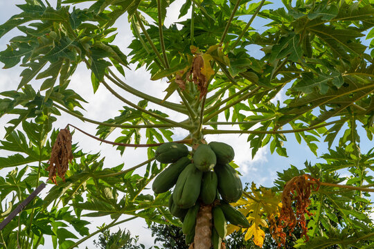 Tropical papaya fruits hanging on tree