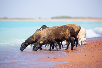 A flock of goats and sheeps came on the watering hole to the shore of the lake on a hot summer morning.